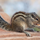 Image for article titled Biting into peanut shells vs. cracking with fingers (A cordial Takeout conversation)